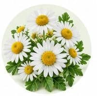 Chamomile — Botanical & herbal extracts